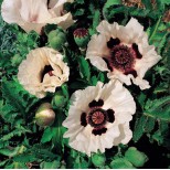 Papaver orientale 'Checkers' 