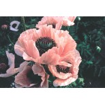 Papaver orientale 'Coral Reef'  