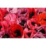 Papaver orientale 'Fruit Punch' 