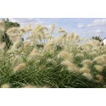 Pennisetum villosum 'Cream Falls' 