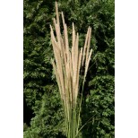 Pennisetum macrorurum 'Tail Feathers' 