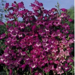 Penstemon mexicali 'Miniature Bells' 