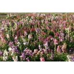 Penstemon cobaea 'Wedding Bells' 