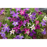 Petunia hybrida 'Sparklers' 