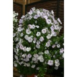 Petunia hybrida 'Tickled Blush' 