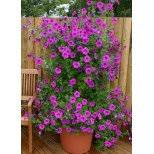 Petunia hybrida 'Tickled Pink'  