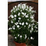 Petunia hybrida 'Tickled White' 