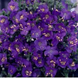 Polemonium boreale 'Heavenly Habit' 