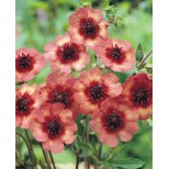 Potentilla nepalensis 'Melton Fire' 