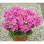 Primula malacoides 'Beauty Deep Pink' 