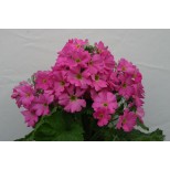 Primula malacoides 'Beauty Salmon' 