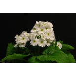 Primula malacoides 'Beauty White' 