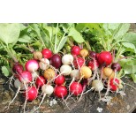 Radish 'Rainbow Mix'