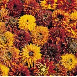 Rudbeckia hirta 'Cherokee Sunset'  