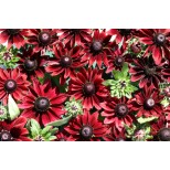 Rudbeckia hirta 'Cherry Brandy' 