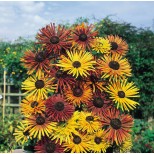 Rudbeckia hirta 'Chim Chiminee'  