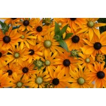 Rudbeckia hirta 'Eye Eye' 