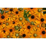 Rudbeckia hirta 'Eye Eye' 