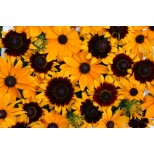 Rudbeckia hirta 'Gold Bullion' 