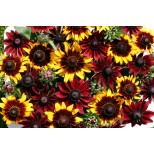 Rudbeckia hirta 'Ruby Bronze' 