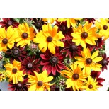 Rudbeckia hirta 'Ruby Gold' 