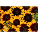 Rudbeckia hirta 'Solar Eclipse' 