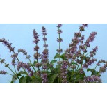 Salvia napifolia 'Baby Blue' 