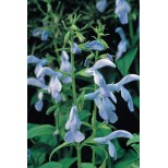 Salvia patens 'Cambridge Blue' 