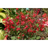 Salvia roemeriana 'Red Dwarf' 