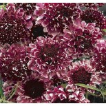 Scabiosa atropurpurea 'Beaujolais Bonnets' 