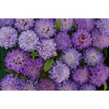 Scabiosa atropurpurea 'Blue Beau' 