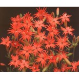 Silene laciniata 'Starburst' 