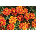 Tagetes patula 'Amber Glow'