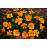 Tagetes patula 'Bambino'