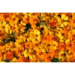 Tagetes patula 'Citrus'  