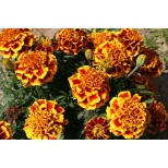 Tagetes patula 'Colossus'