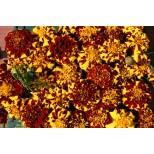 Tagetes patula 'Mr Majestic Double' 