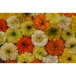 Tagetes erecta 'Fruity Mix' 