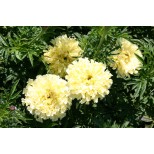 Tagetes erecta 'Ivory'