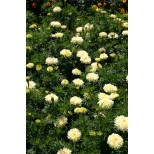 Tagetes erecta 'Ivory'