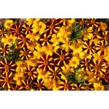 Tagetes patula 'Jesters'  