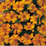 Tagetes patula 'La Bamba' 