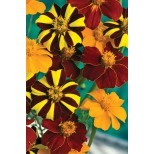 Tagetes patula 'Pots of Gold'