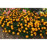 Tagetes patula 'Solan'