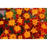 Tagetes patula 'Sombrero' 