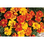 Tagetes patula 'Sunglow'