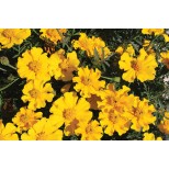 Tagetes patula 'Sunshine'