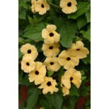 Thunbergia alata 'Amber Eyes'