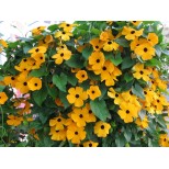 Thunbergia alata 'Golden Eyes'