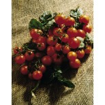 Tomato 'Balconi Red' 